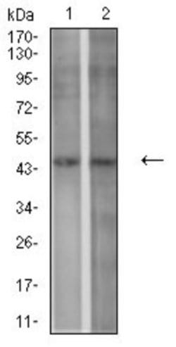 P2Y1/P2RY1 Antibody (4G5D6) - BSA Free, Novus Biologicals:Antibodies:Primary